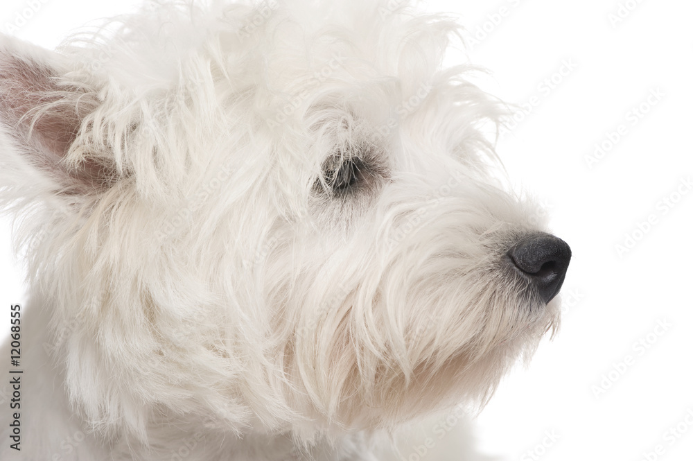 West Highland White Terrier (8 months)