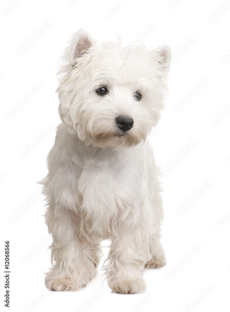West Highland White Terrier (8 months) West Highland White Terrier (8 months)