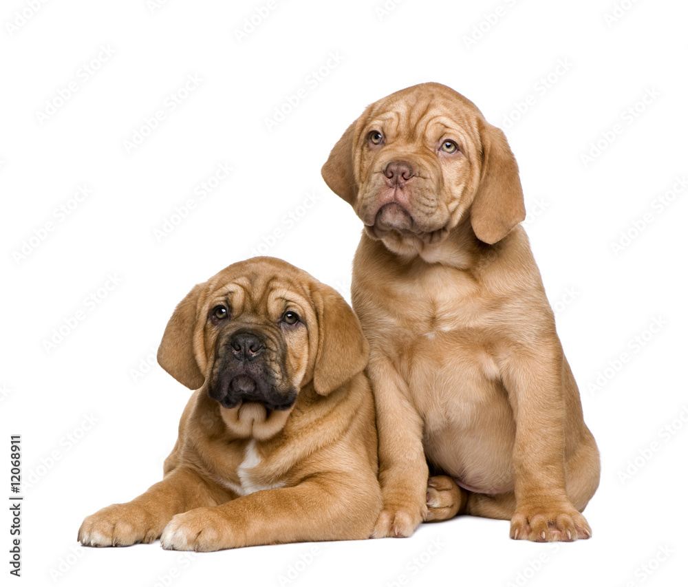 Two Dogue de Bordeaux puppies (2 months)
