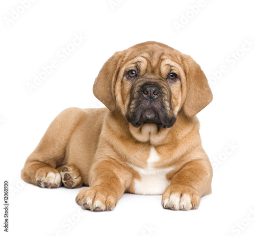 Fototapeta Naklejka Na Ścianę i Meble -  Dogue de Bordeaux puppy (2 months)