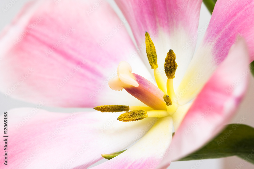 close-up of beautiful pink tulip