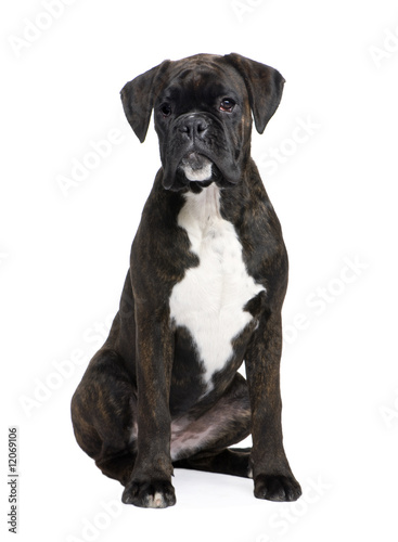 Boxer (5 months) © Eric Isselée