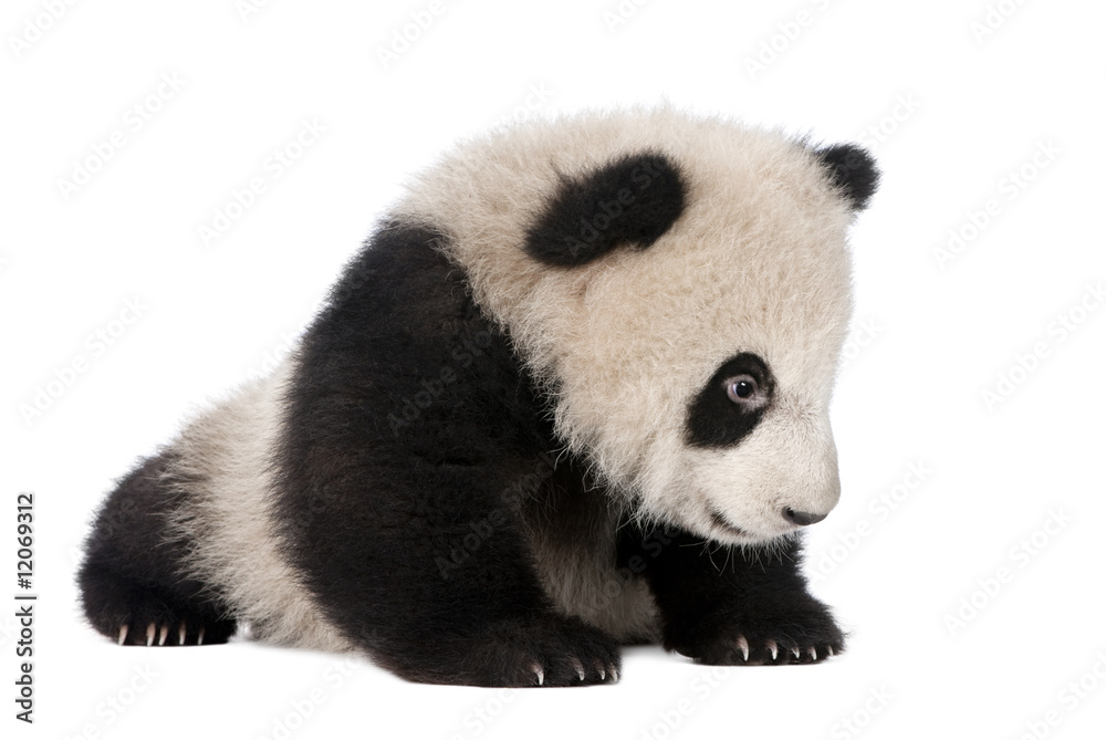 Fototapeta premium Giant Panda (6 miesięcy) - Ailuropoda melanoleuca