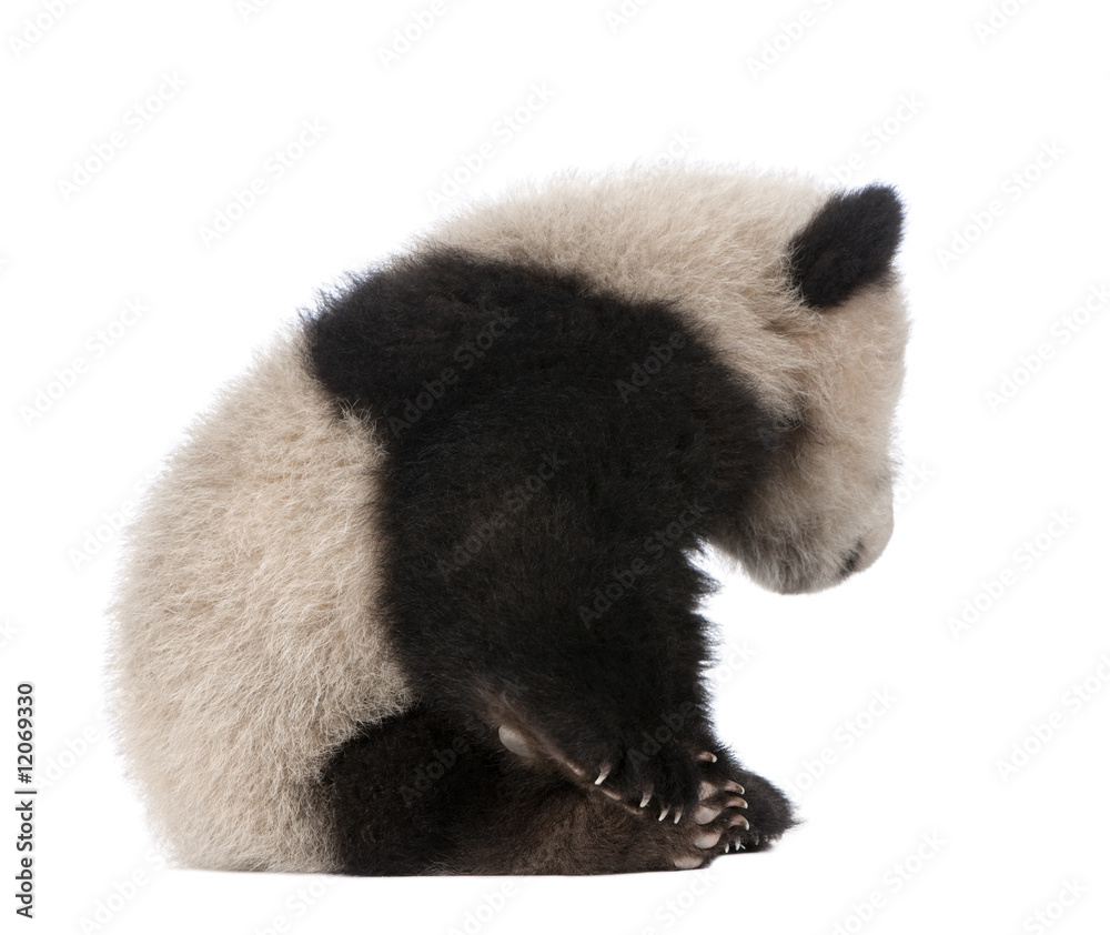 Fototapeta premium Giant Panda (6 months) - Ailuropoda melanoleuca