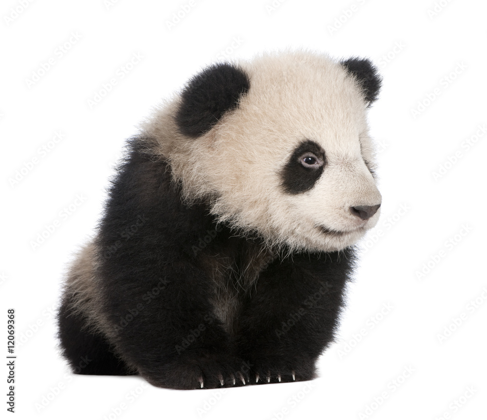 Fototapeta premium Giant Panda (6 miesięcy) - Ailuropoda melanoleuca