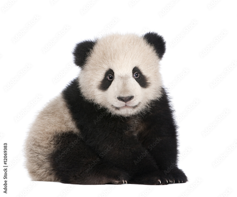 Obraz premium Giant Panda (6 miesięcy) - Ailuropoda melanoleuca