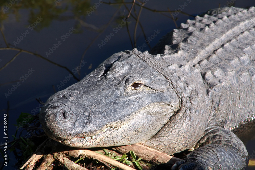 Fototapeta premium American Alligator