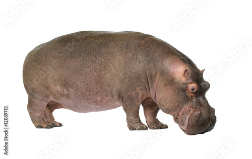 Hippopotamus - Hippopotamus amphibius   30 years 