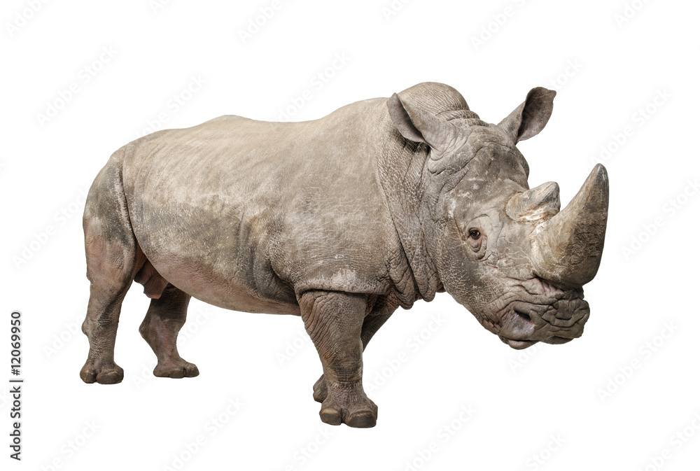 White Rhinoceros - Ceratotherium simum ( +/- 10 years) White Rhinoceros - Ceratotherium simum ( +/- 10 years)