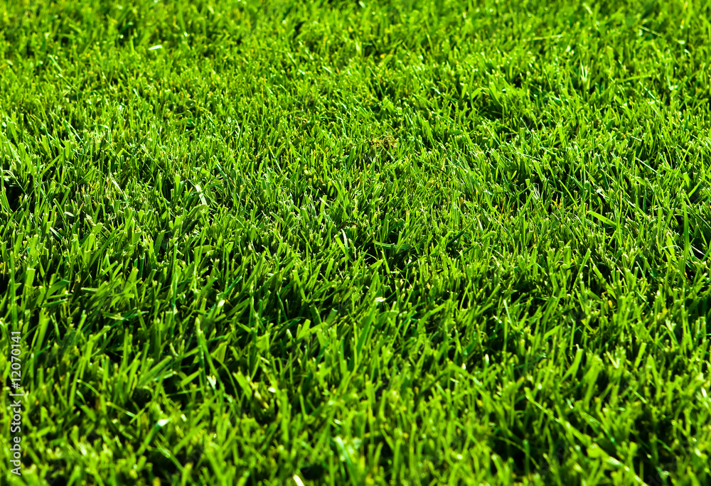 Green Grass Close Up Green Grass Close Up