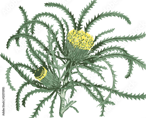 Dryandra species (flower)