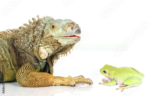 iguana and frog