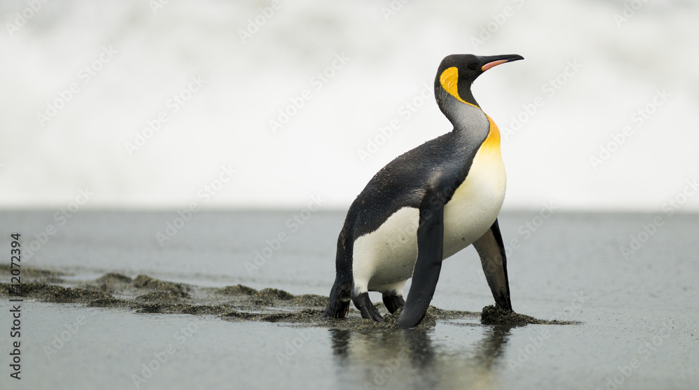 Fototapeta premium King penguin on all fours