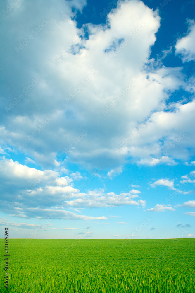 Green grass and cloudy blue sky Green grass and cloudy blue sky