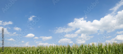 Maisfeld Panorama