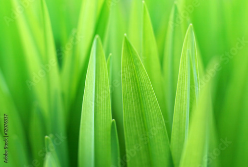 Close up of the green grass. Soft focus.