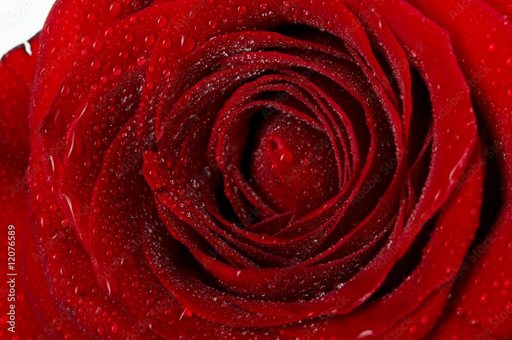 Macro image of dark red rose with water droplets. Macro image of dark red rose with water droplets.