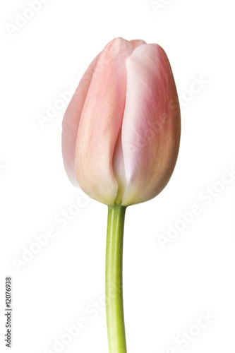 Pink Tulip on White