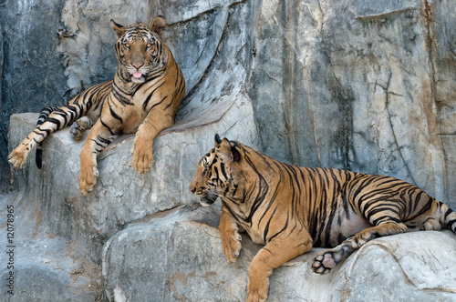 Tigers at Sri Racha 23