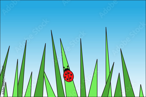ladybird