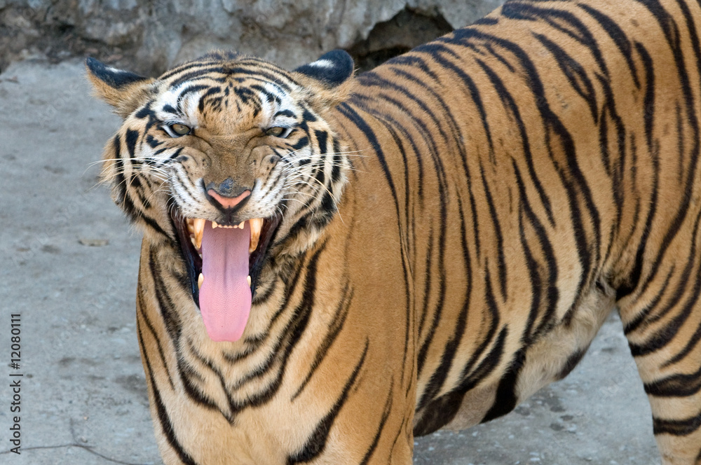 Obraz premium Tigers at Sri Racha 5