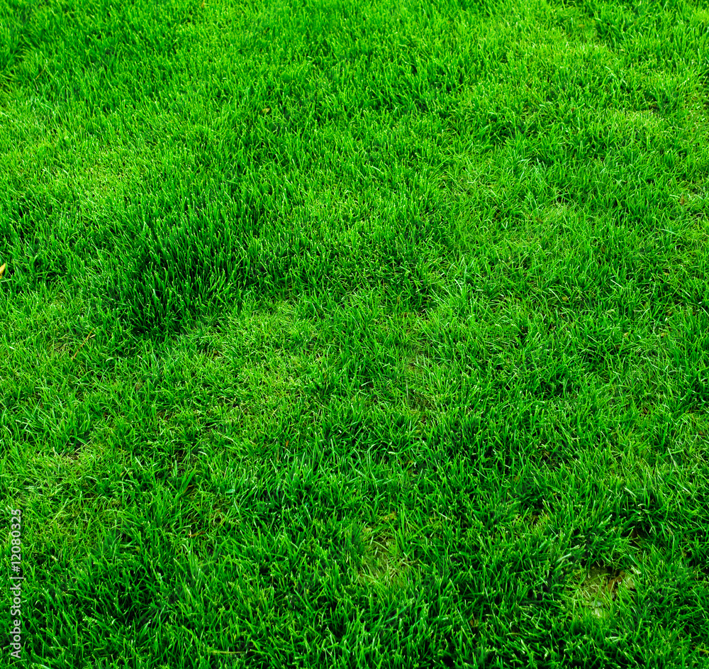 Green Grass Background Green Grass Background