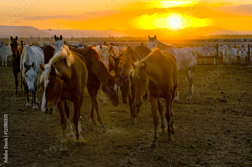Horses and cattle at sunset photo