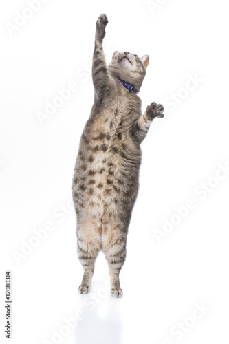 Playful obese tabby cat isolated on white background