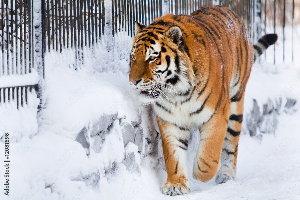 Obraz premium Siberian tiger in zoo