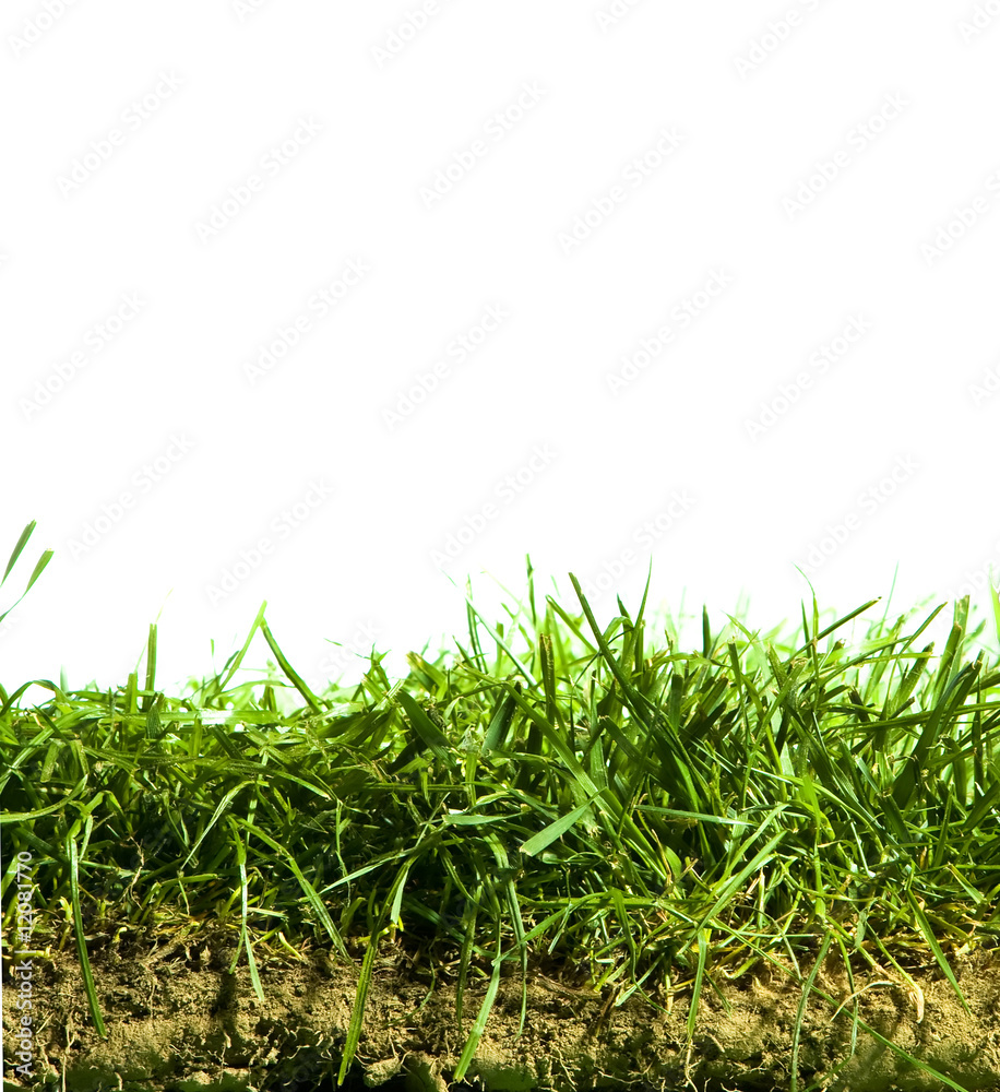 Fototapeta premium Green Grass Section isolated on White