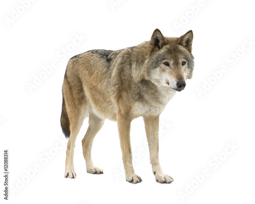 Young wolf staring at its pray. Isolated on white.