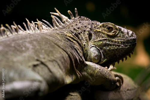 Iguana