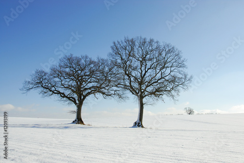 Winterlandschaft mit Eichen © Wolfgang Jargstorff