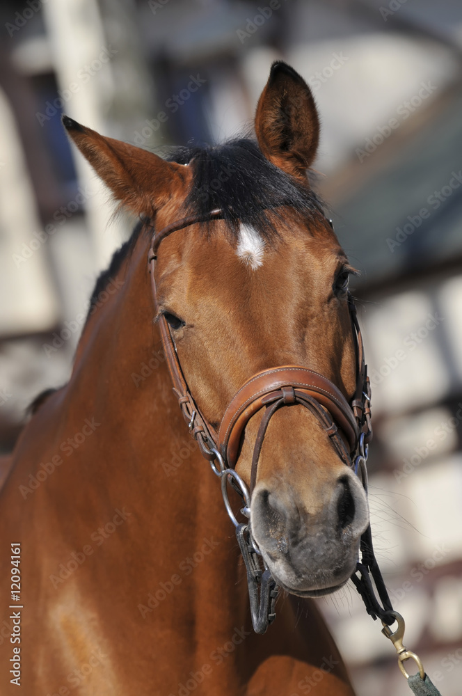 Fototapeta premium Horse