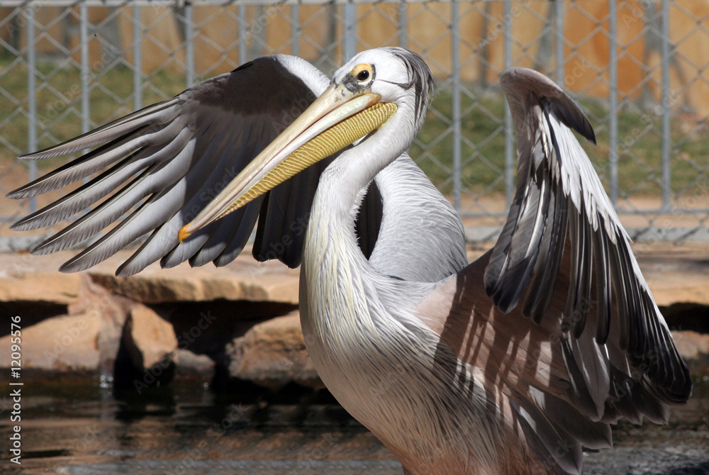 Fototapeta premium Pelican