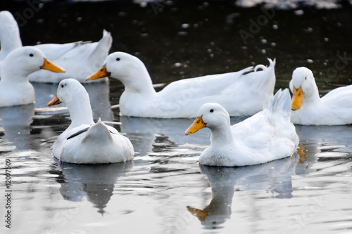 Ducks in a pool