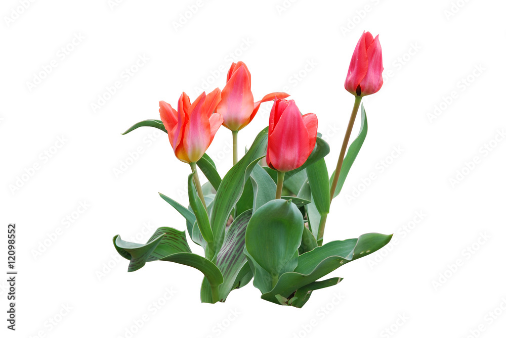kwitnące tulipany, blooming tulips kwitnące tulipany, blooming tulips