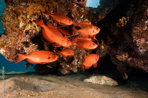 crescent-tail bigeye