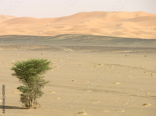 acacia et route du désert