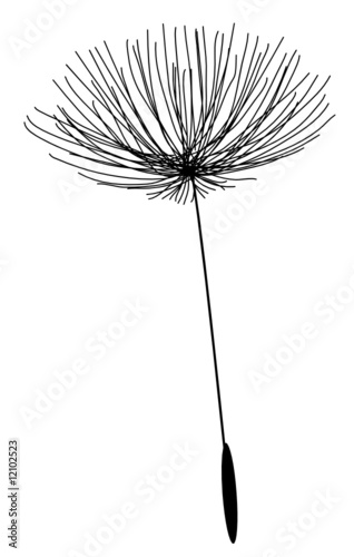 Pusteblume