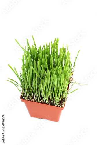 Pot with green oat grass isolated on white background