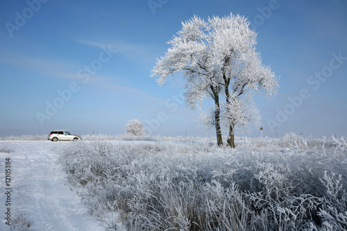 Winter landscape