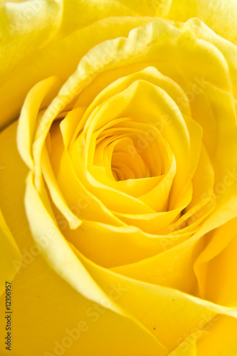 yellow rose petal