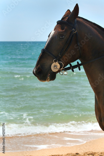 Beautiful horse portrait    background of the sea