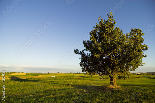 tree on field