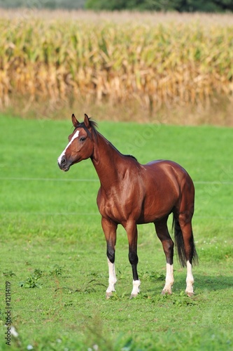 Pferd steht auf Weide (horse brown)