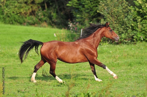 Pferd galoppiert auf Weide 2 (horse gallop)