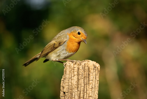 Rouge-gorge