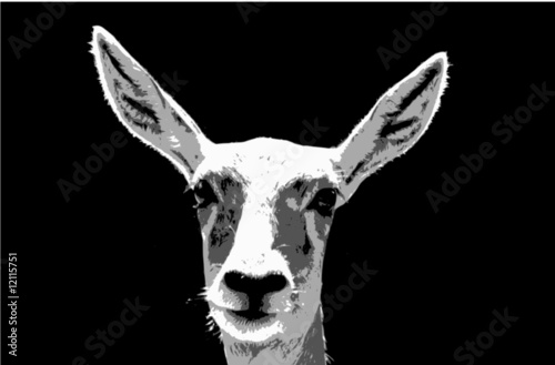 Antilope