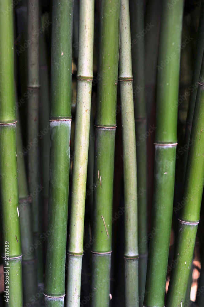 Green Bamboo Green Bamboo